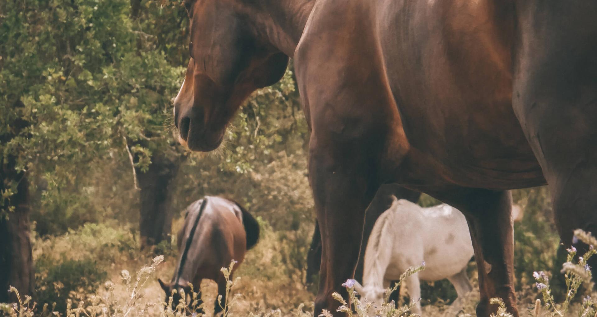 Cavalos Lusitanos